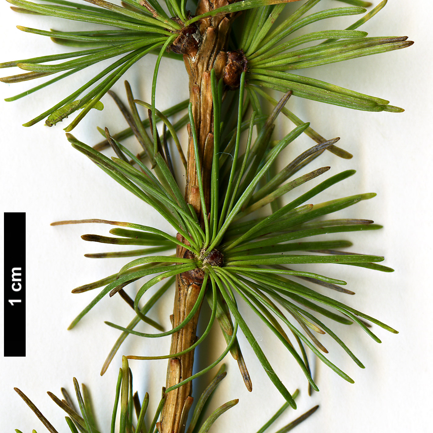 High resolution image: Family: Pinaceae - Genus: Larix - Taxon: gmelinii - SpeciesSub: var. principis-rupprechtii